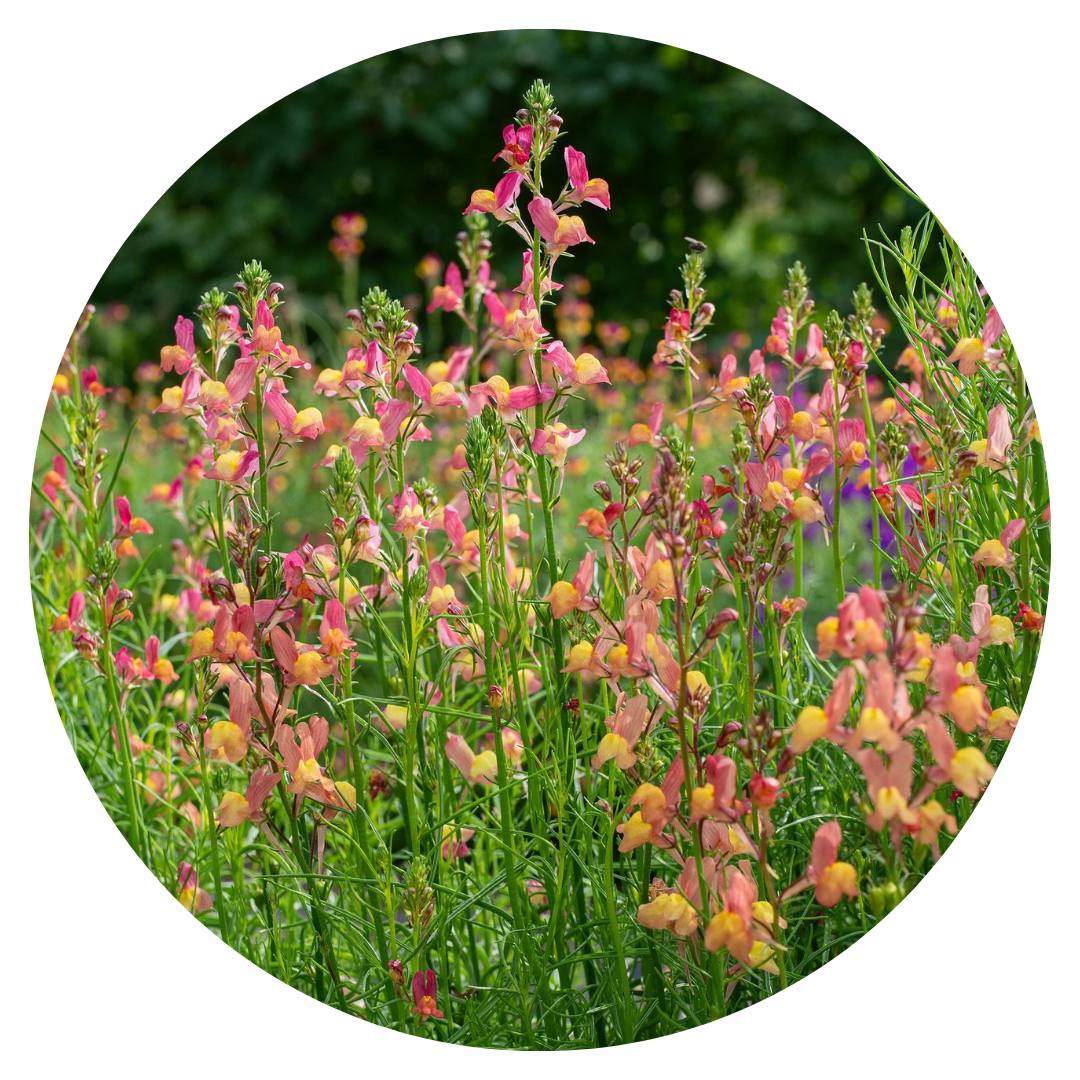 Linaria maroccana Licilia Peach