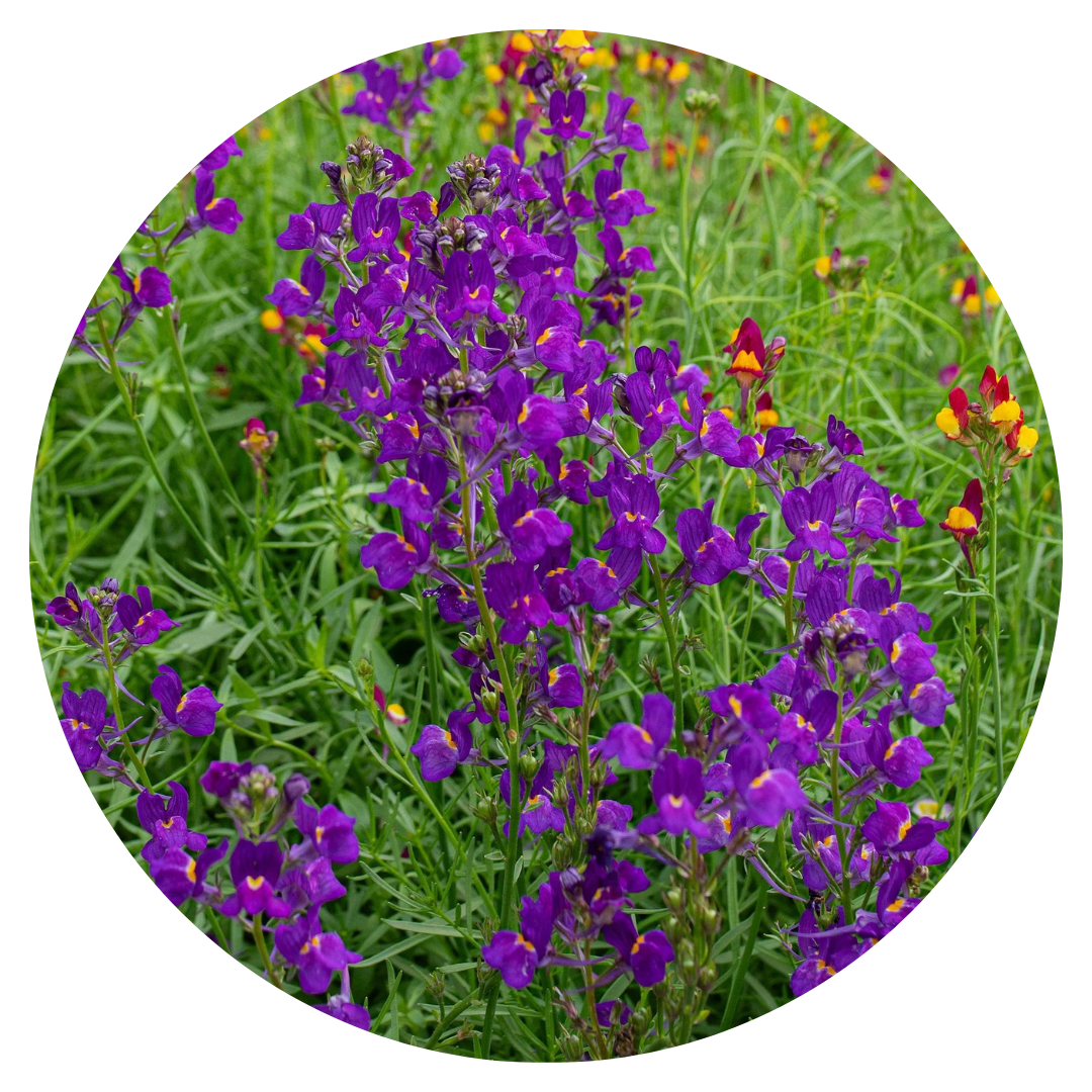 Linaria maroccana Licilia Violet