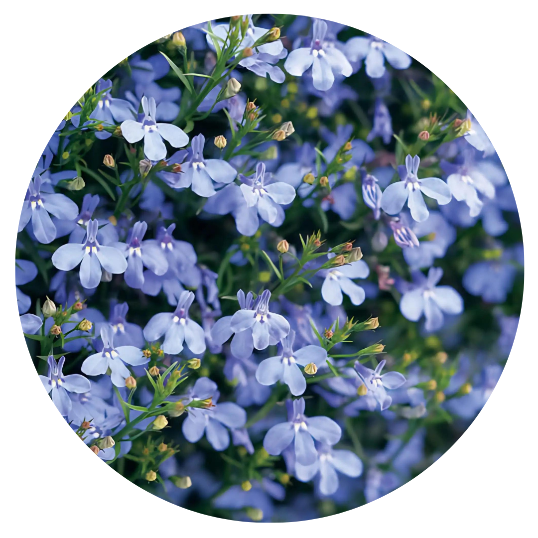 Lobelia Riviera Blue Sky