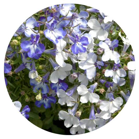 Lobelia Riviera Blue Splash