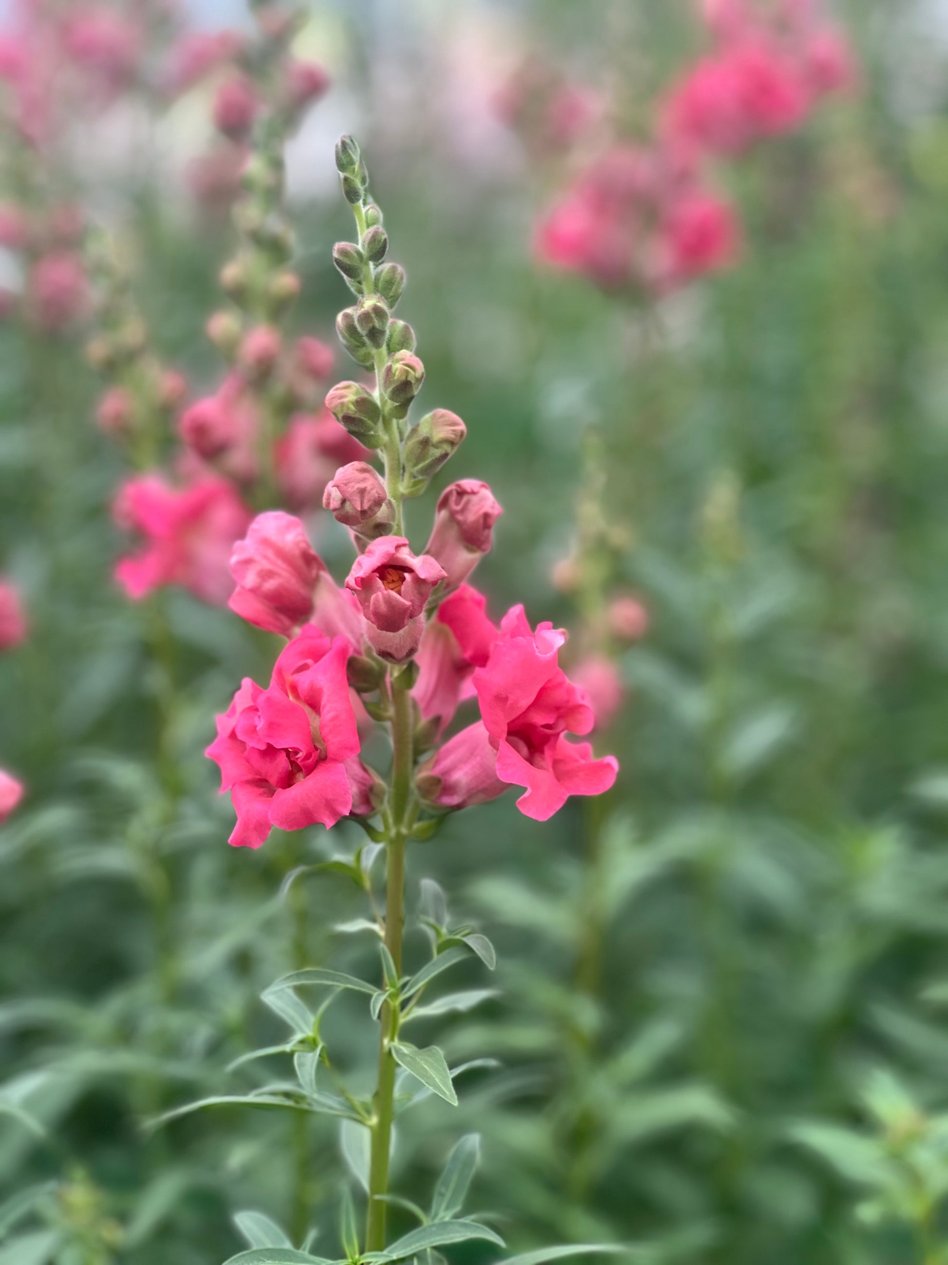 Snapdragon Madame Butterfly Rose therapyofflowers.com