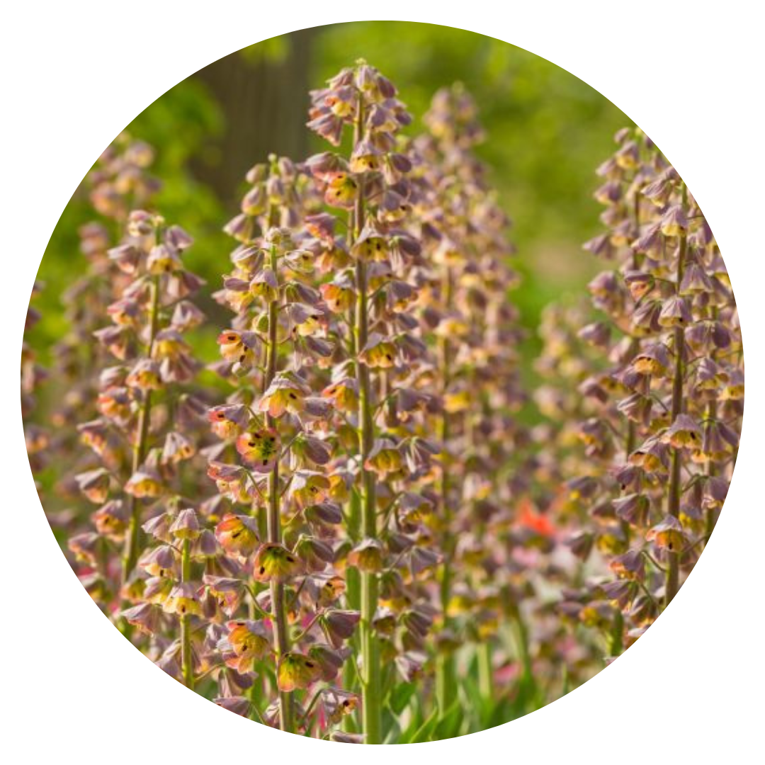 Fritillaria persica Magic Bells