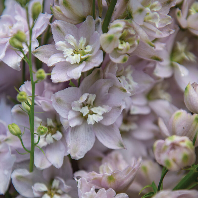 Delphinium elatum Magic Fountain Cherry Blossom