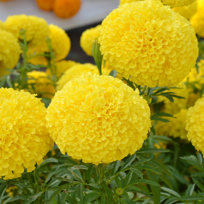 Tagetes erecta | Marigold Narai Creamy Yellow