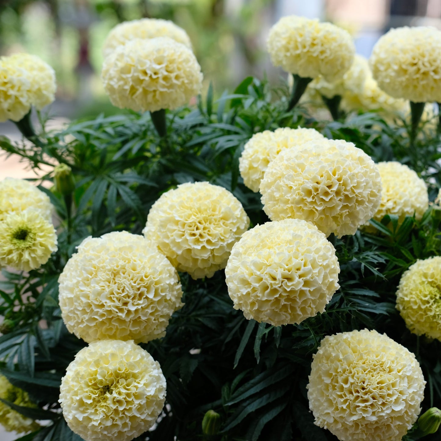 Tagetes erecta | Marigold Big Swan White