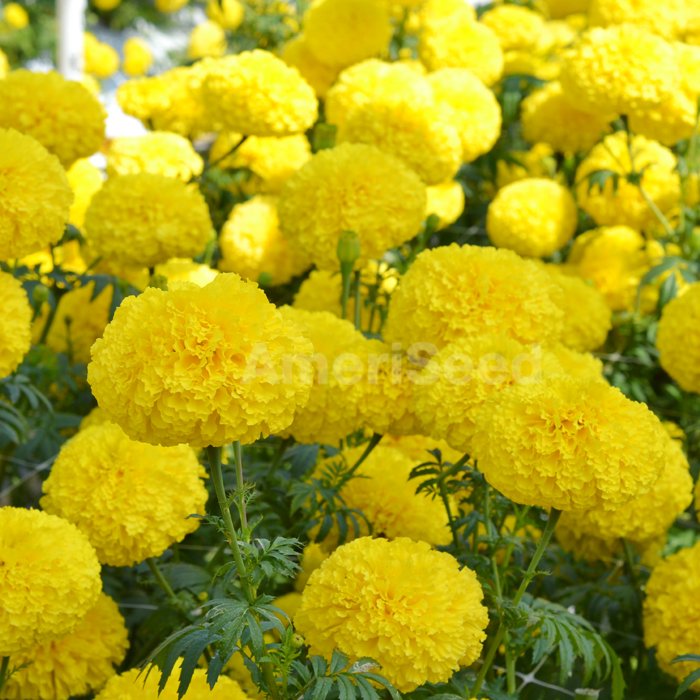 Tagetes erecta | Marigold Chedi® Yellow