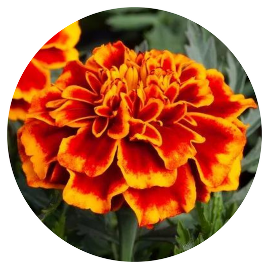 Tagetes patula | French Marigold Hornet Flame