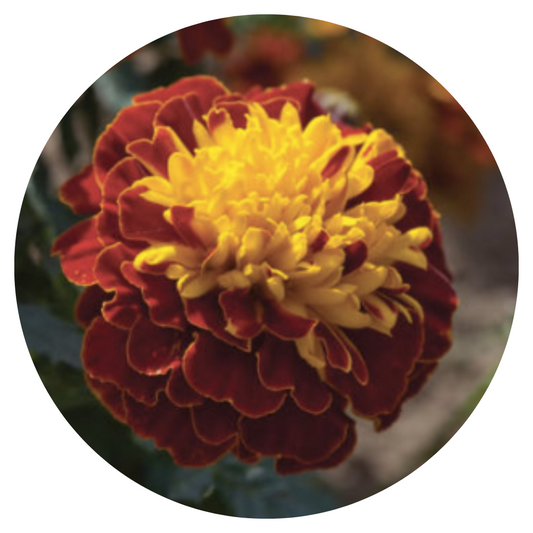 Tagetes patula | French Marigold Hornet Spry