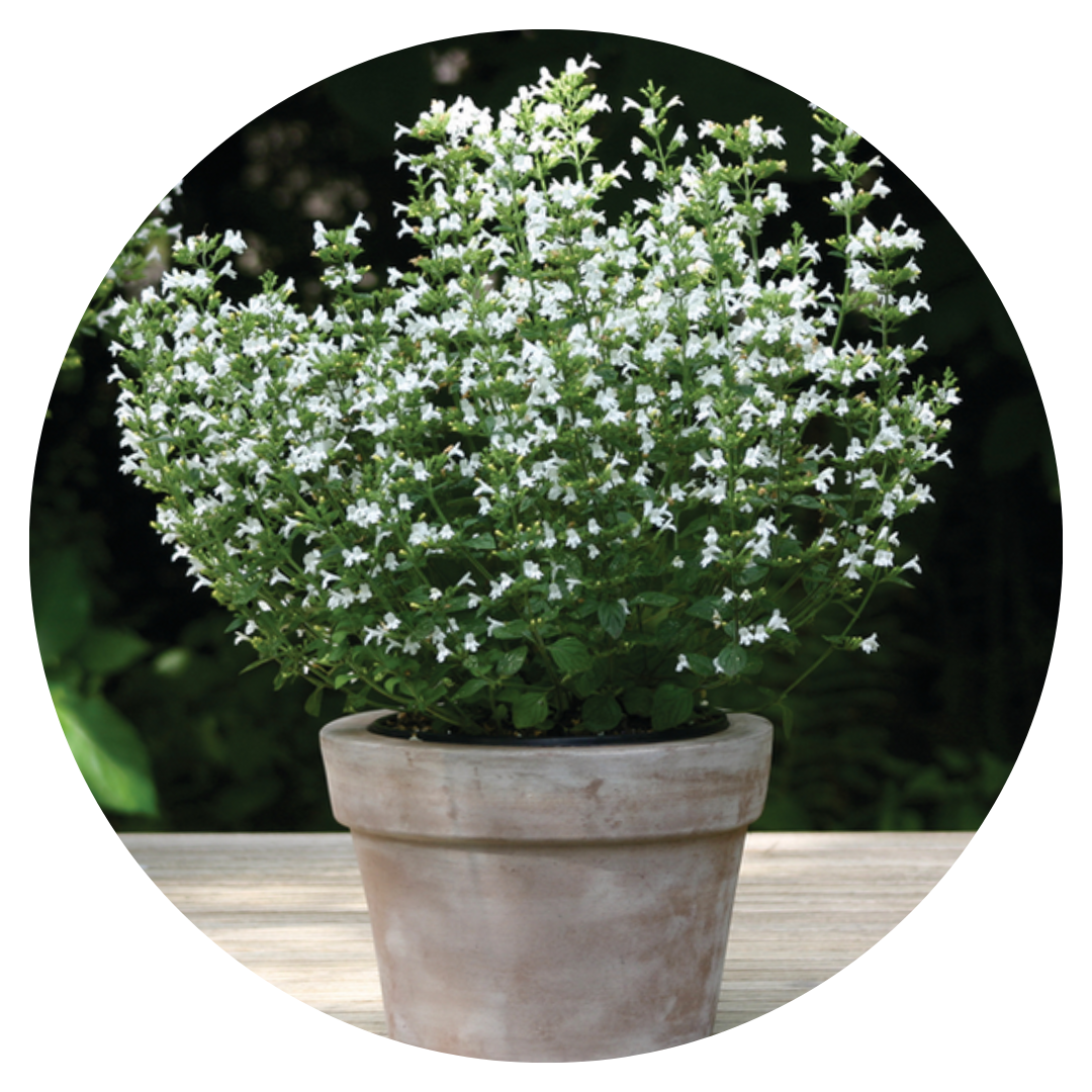 Calamintha nepeta Marvelette White