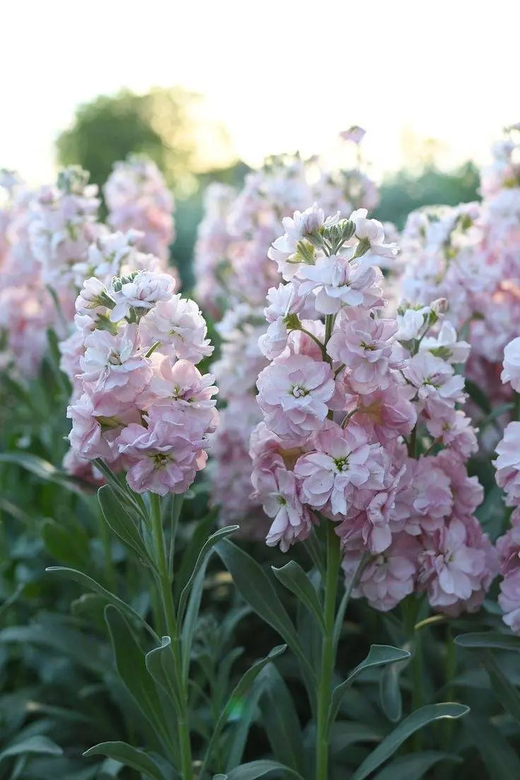 Matthiola Column Appleblossom.