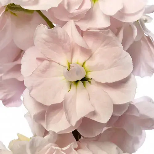 Matthiola Column Appleblossom.