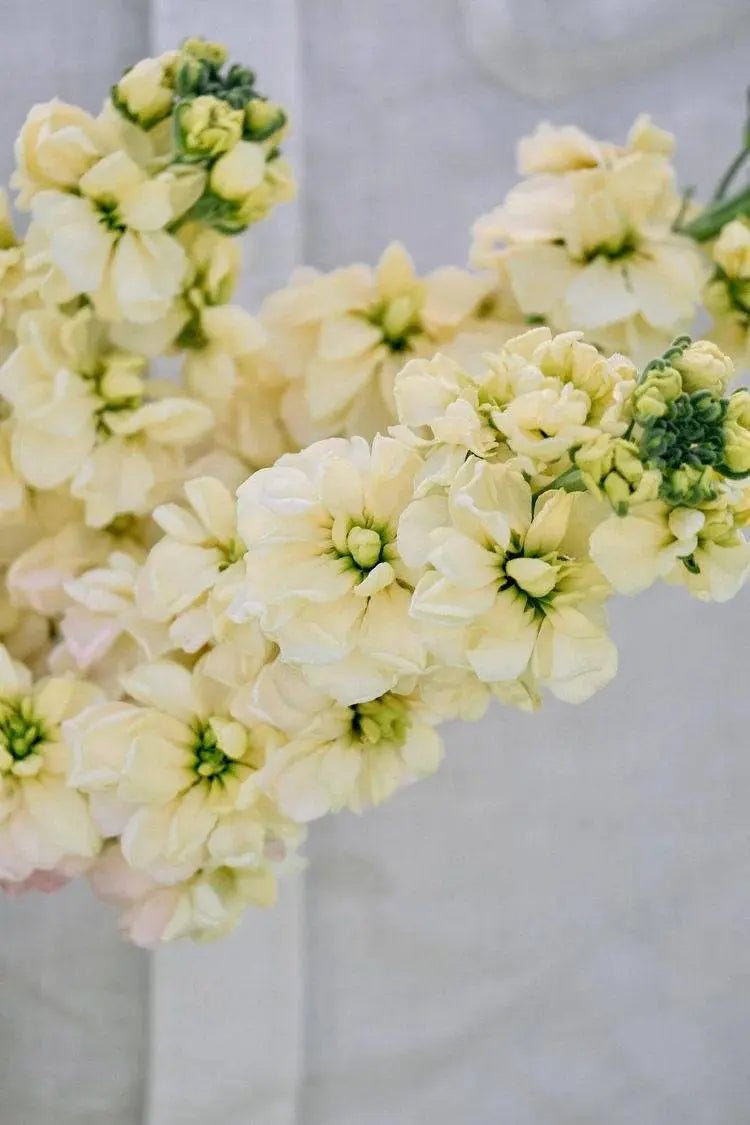 Matthiola Column Miracle Yellow.