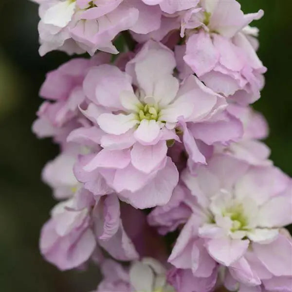 Matthiola Column Pink Sweetheart.