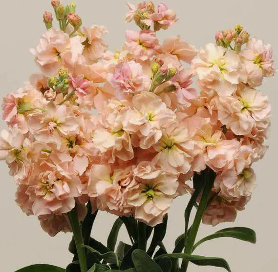 Matthiola incana Katz Apricot.