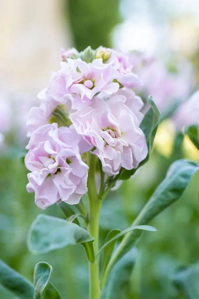 Matthiola incana Katz Cherry Blossom.