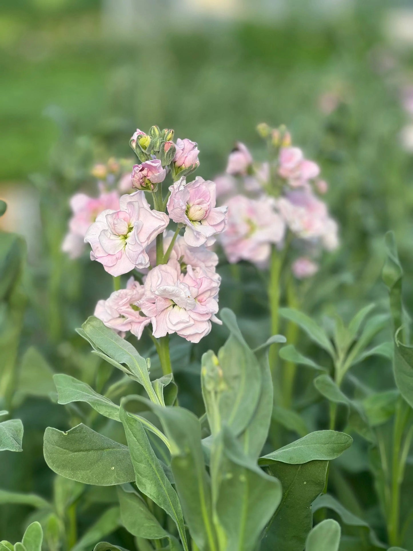 Matthiola incana Katz Cherry Blossom.