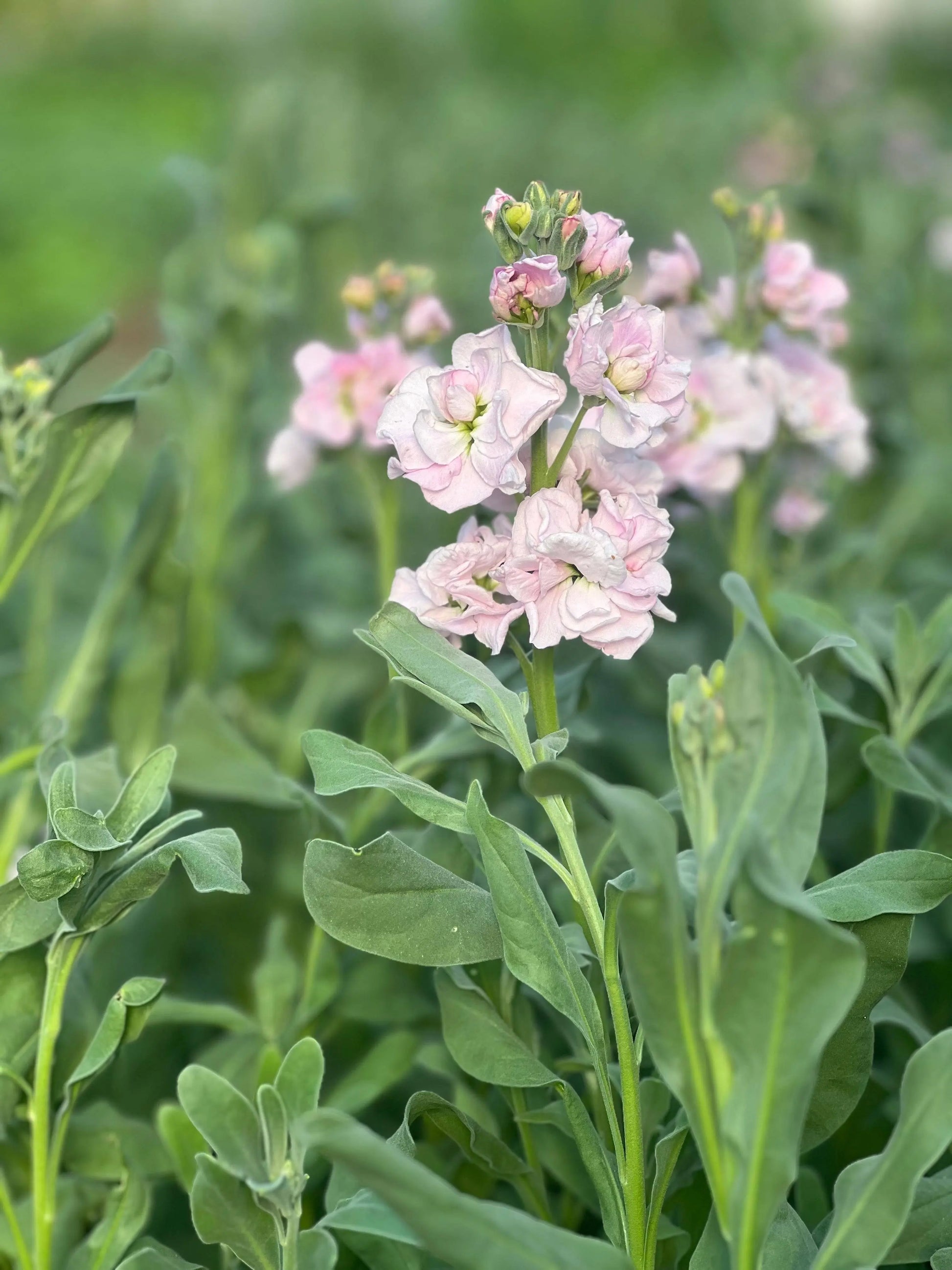 Matthiola incana Katz Cherry Blossom.