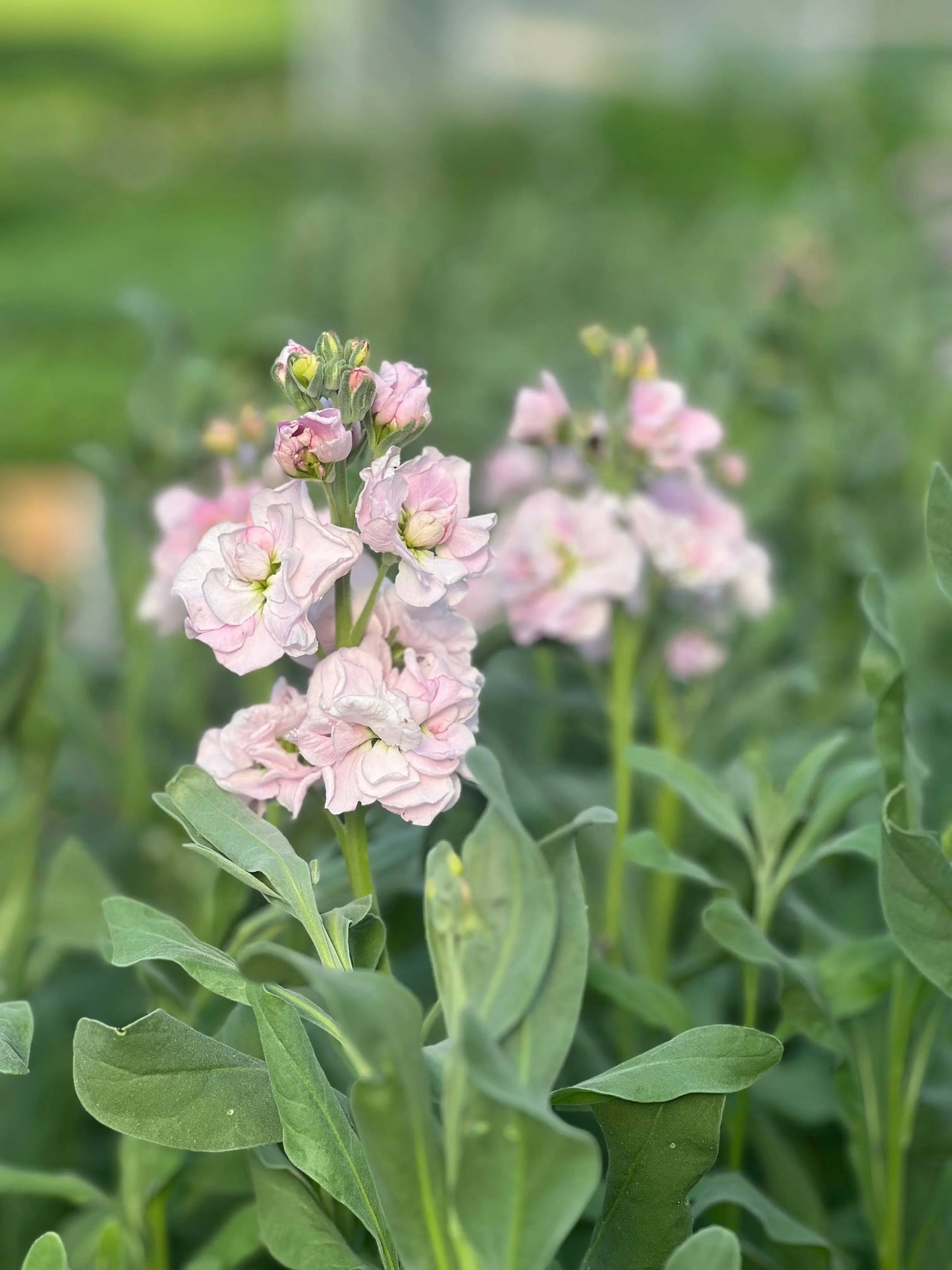 Matthiola incana Katz Cherry Blossom.