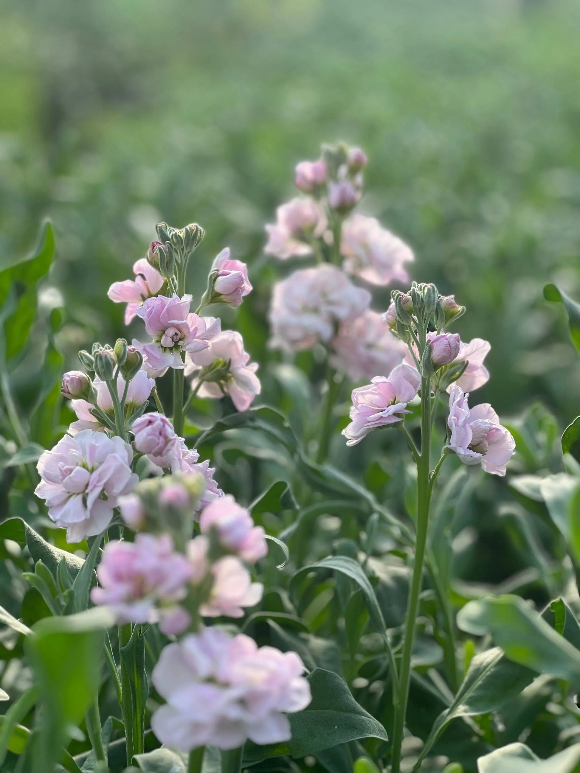 Matthiola incana Katz Cherry Blossom.