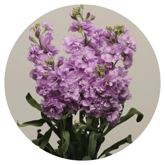 Matthiola incana Katz Lavender Light.