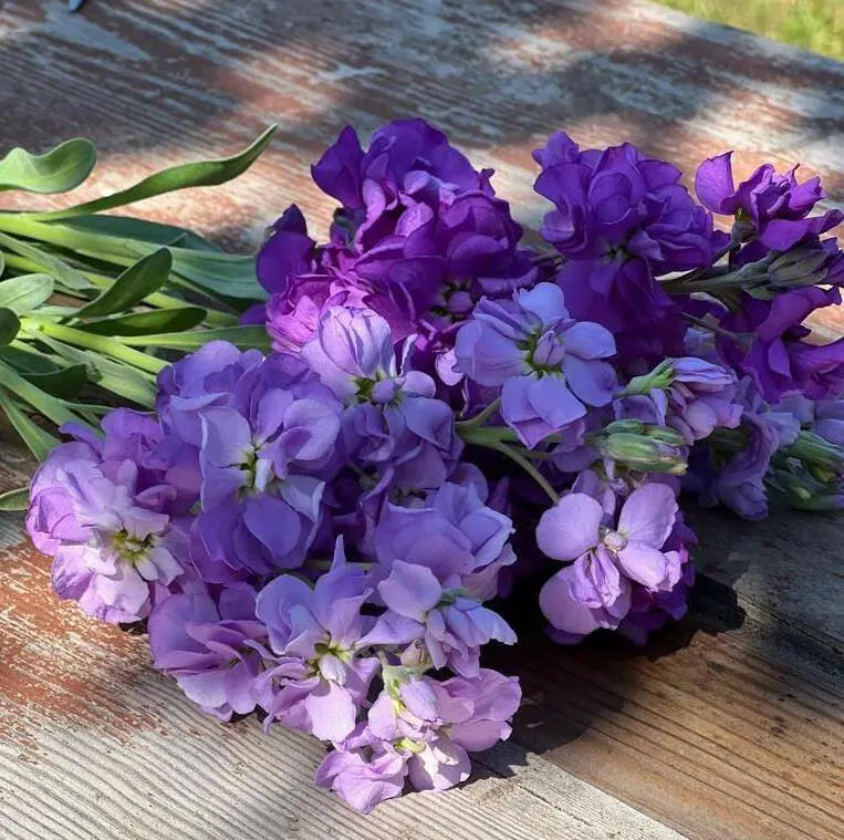 Matthiola incana Katz Lavender Light.