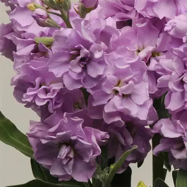 Matthiola incana Katz Lavender Light.