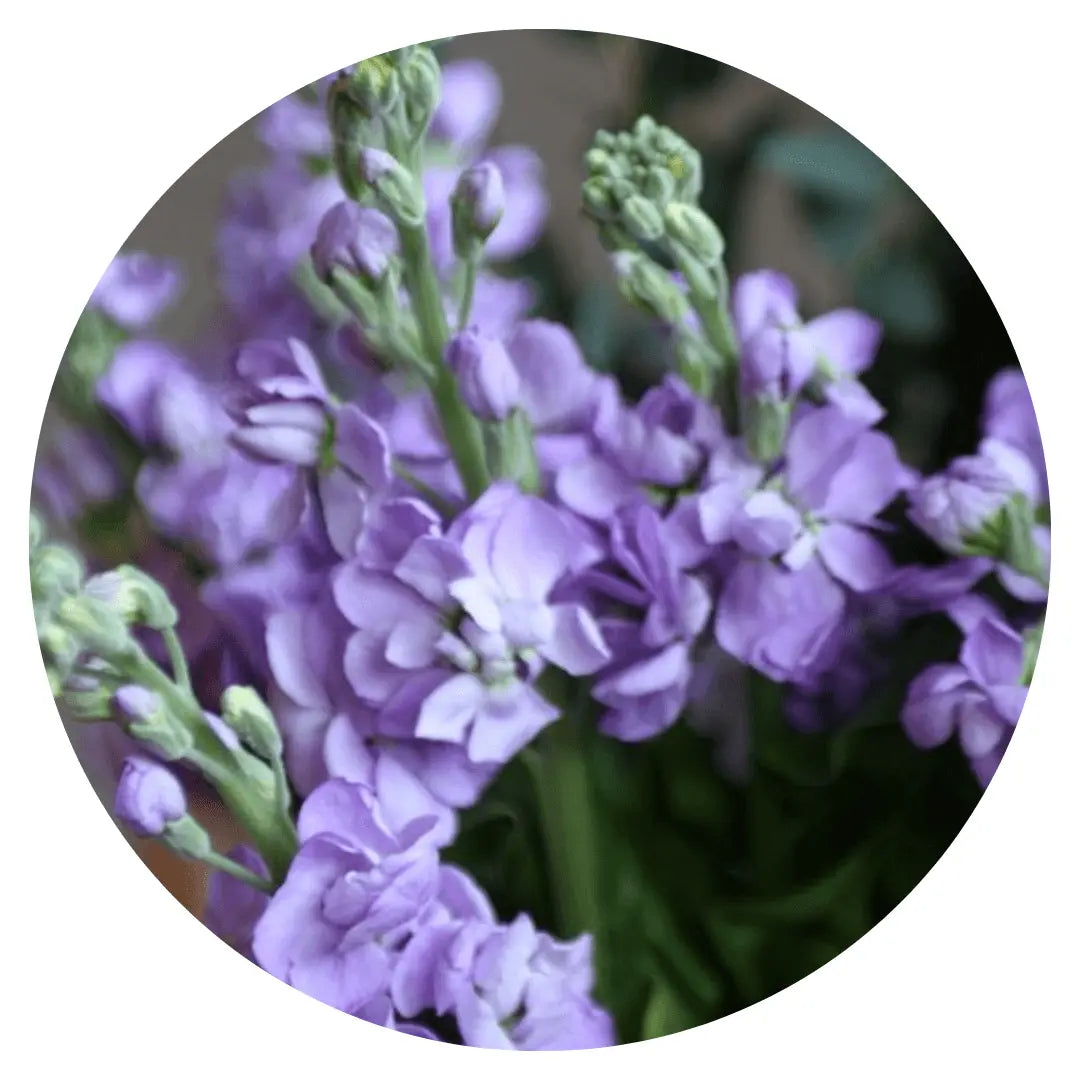 Matthiola incana Katz Lavender Light.