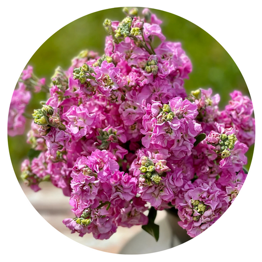 Matthiola incana Iron Pink