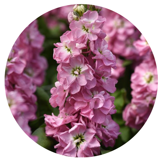 Matthiola incana Mathilda™ Antique Rose