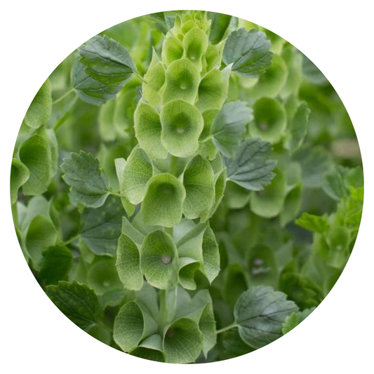 Bells of Ireland Moluccella laevis