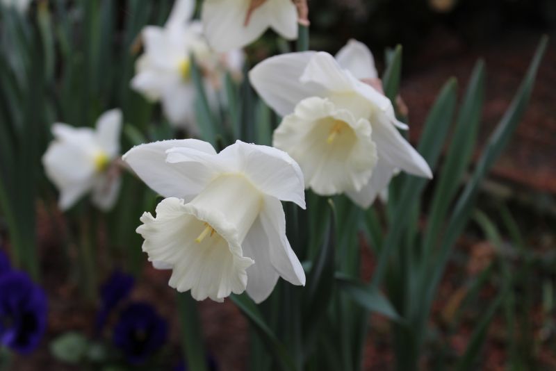 Narcissus Mount Hood