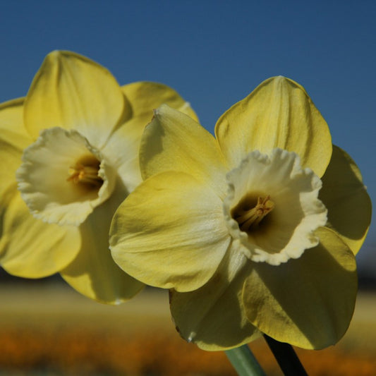 Narcissus Avalon