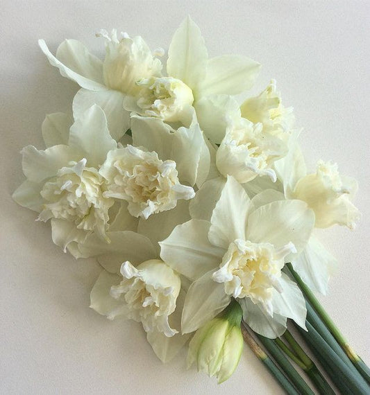 Narcissus White Marvel