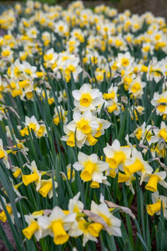 Narcissus Golden Echo