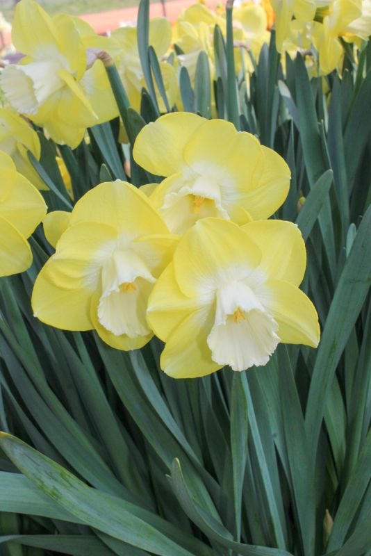 Narcissus Avalon