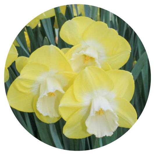 Narcissus Avalon