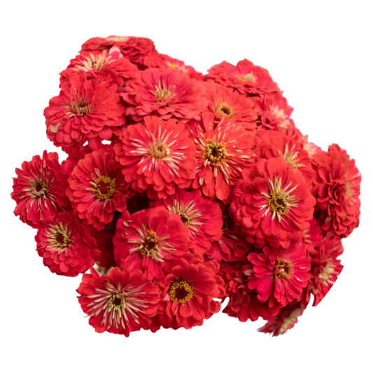 Zinnia elegans Benary's Giant Coral