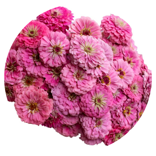 Zinnia elegans Benary's Giant Bright Pink