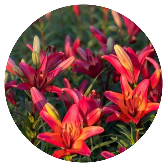 Lilie Lilium asiatic Royal Sunset