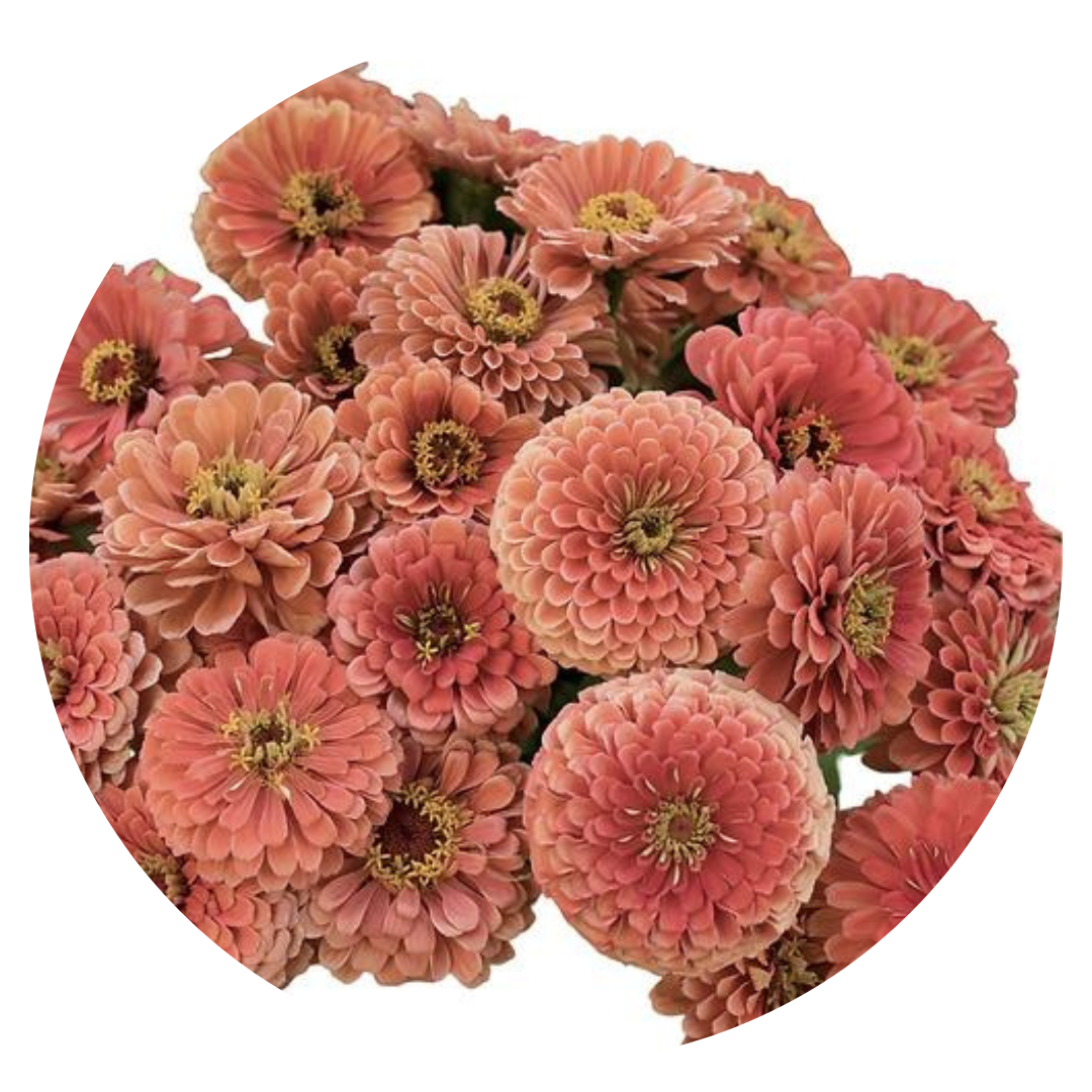 Zinnia elegans Benary's Giant Salmon Rose