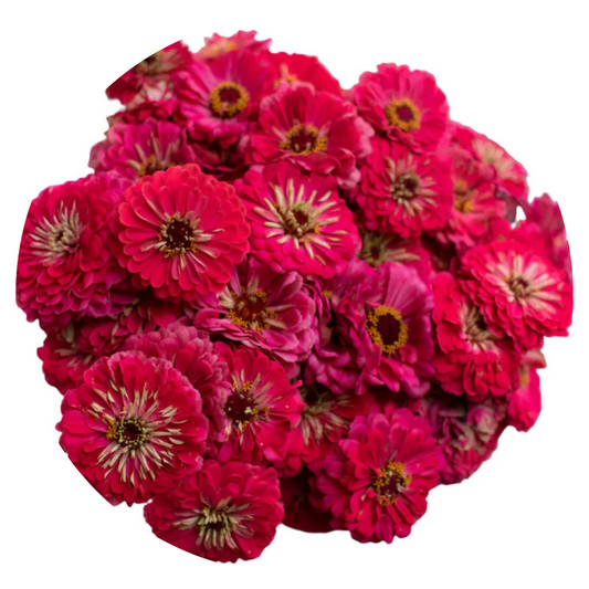 Zinnia elegans Benary's Giant Carmine