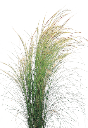 Nassella tenuissima Pony Tails | Mexican feather grass