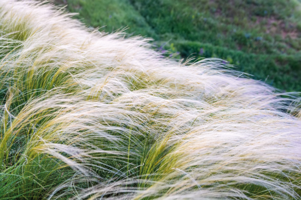 Nassella tenuissima Pony Tails | Mexican feather grass