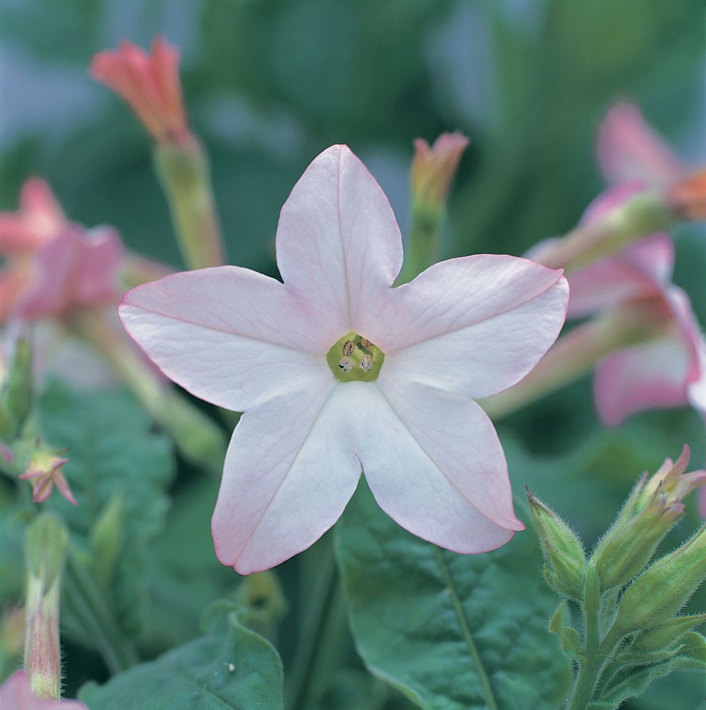 Nicotiana x sanderae Star Flare Appleblossom F1