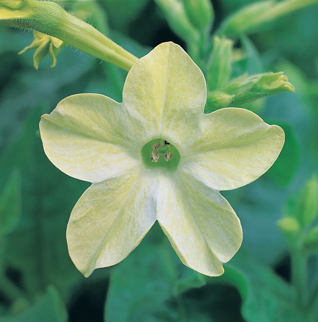 Nicotiana x sanderae Star Flare Lime F1