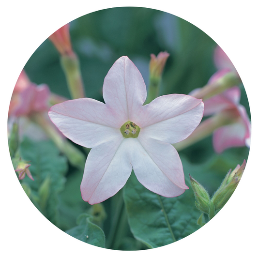 Nicotiana x sanderae Star Flare Appleblossom F1