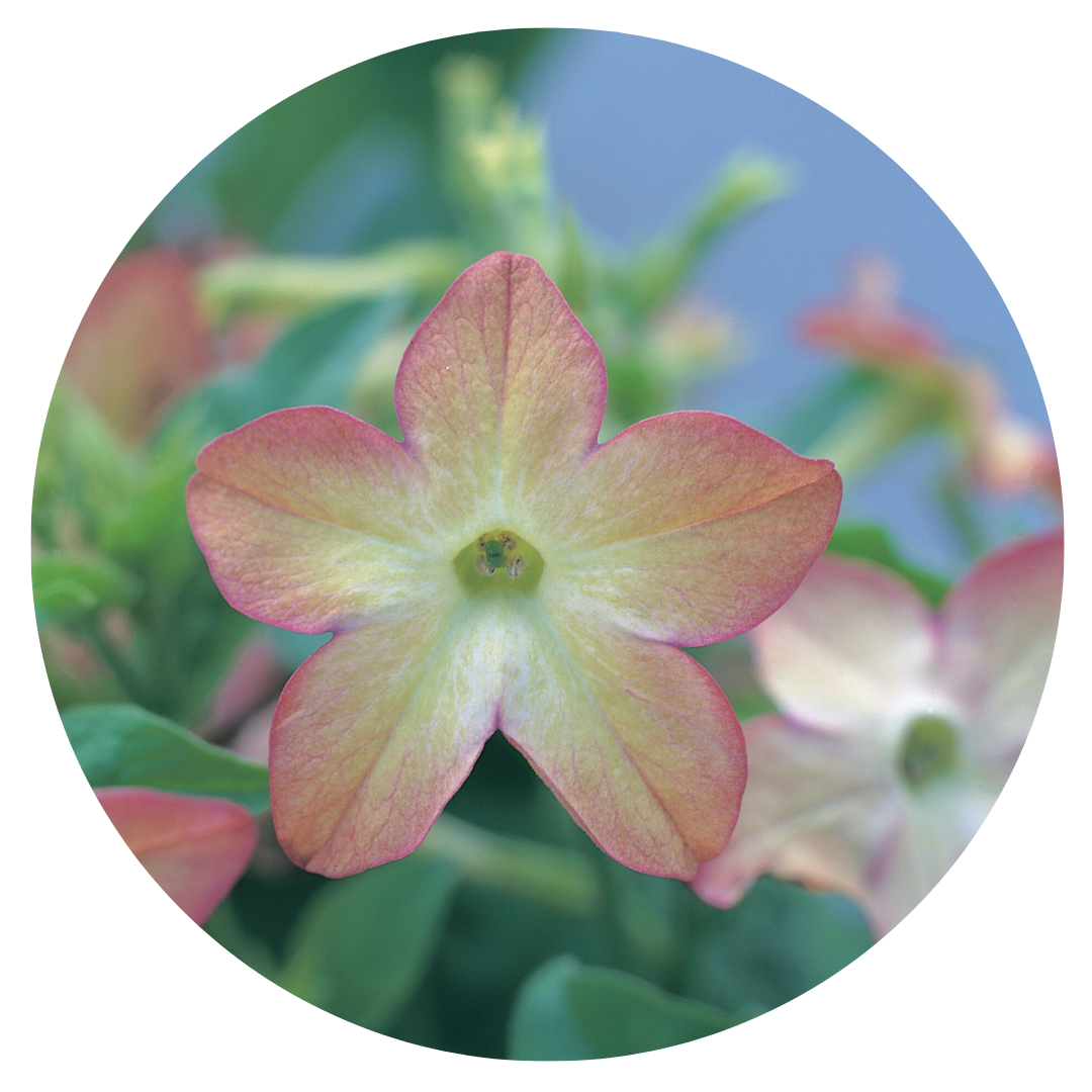 Nicotiana x sanderae Star Flare Purple Bicolor F1