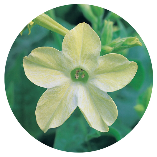 Nicotiana x sanderae Star Flare Lime F1