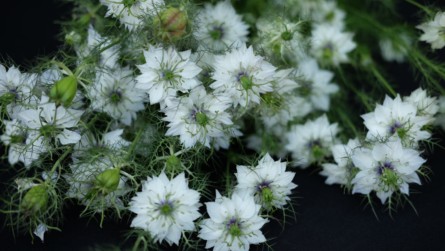 Nigella damascena Miss Jekyll white