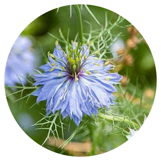 Damaskas nigella Miss Jekyll Light Blue